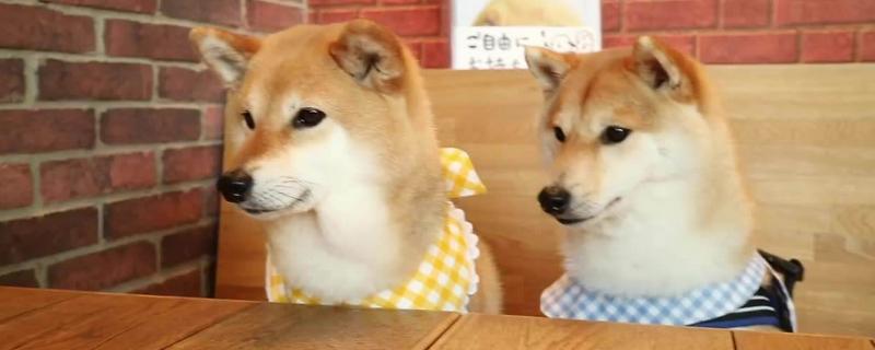 柴犬價格多少錢一只？