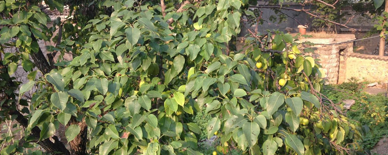 家里種梨樹好不好