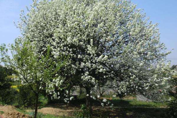 家里種梨樹好不好