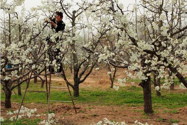 家里種梨樹好不好