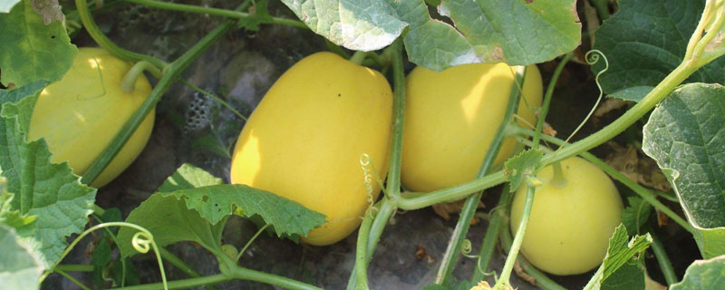 種香瓜用什么肥