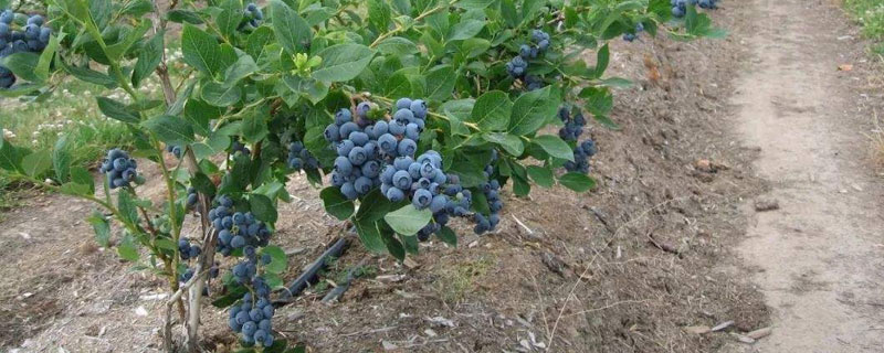 藍莓種植方法及時間