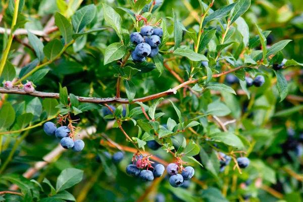 藍莓種植方法及時間
