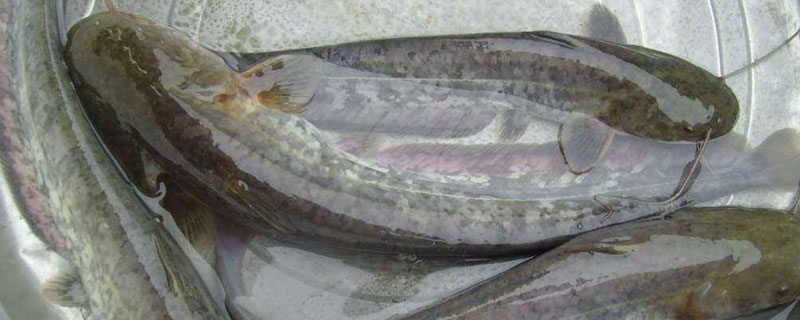 鯰魚和泥鰍能共養嗎