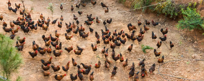 農村養殖致富門路