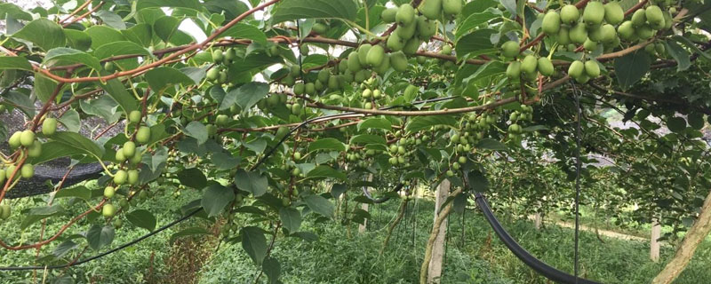 獼猴桃種植海拔