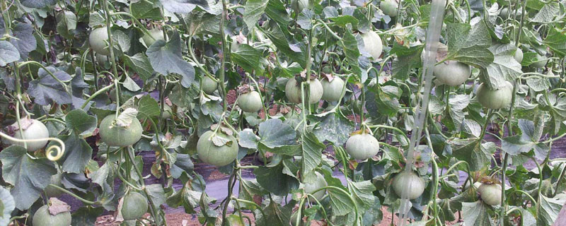 南方可以種香瓜嗎