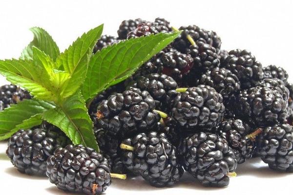 中國北方能種黑莓嗎