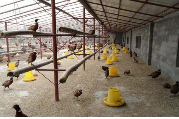 怎么建養雞場大棚