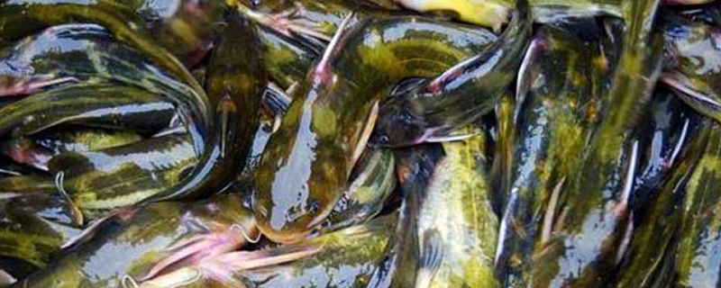 黃顙魚科學養殖技術大全