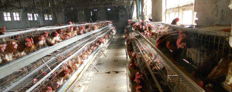 養雞場可以買保險嗎 