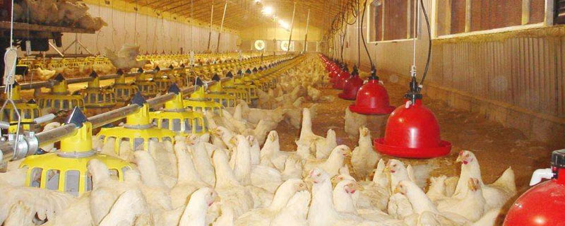 養雞場用什么消毒