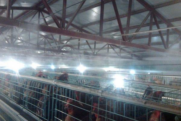 養雞場用什么消毒