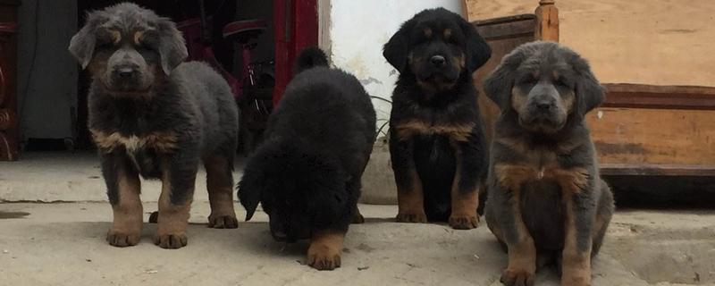 藏獒幼仔多少錢(qián)一只？