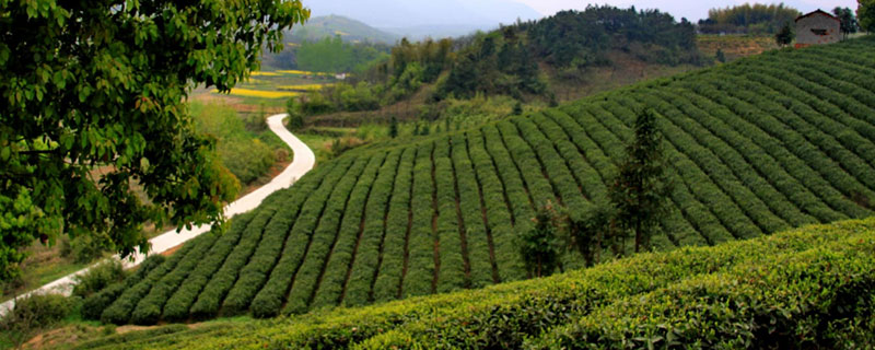 比較容易的農村脫貧致富項目有哪些