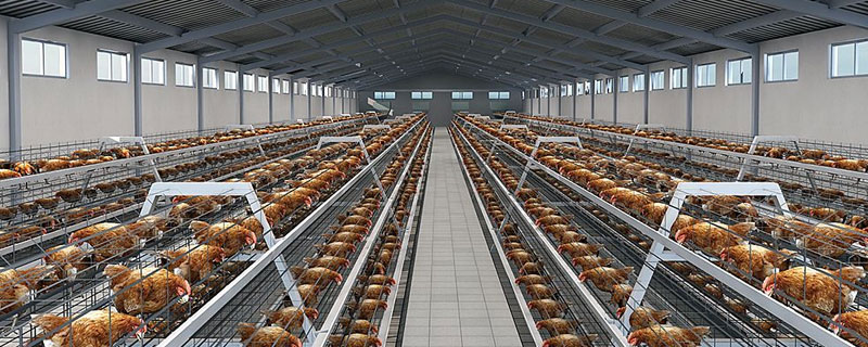 養雞場需要什么設備