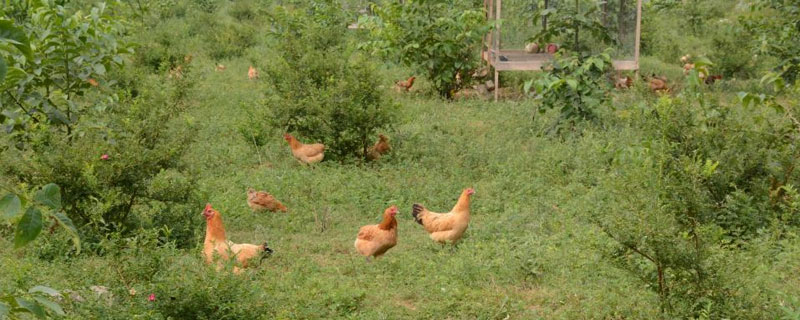 現(xiàn)在1萬塊錢還能在農(nóng)村搞養(yǎng)殖嗎