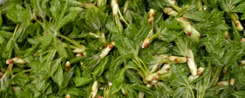 野菜哈拉海市場價格多少錢一斤 哈拉海產地在哪里