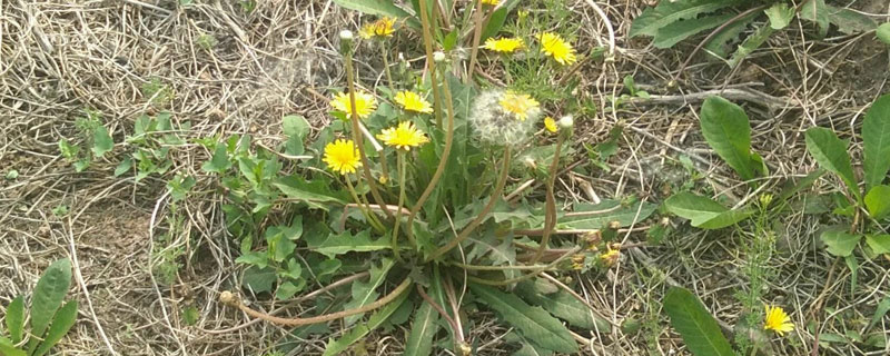 怎么治理刺兒菜對農田造成的危害 刺兒菜有哪些用途