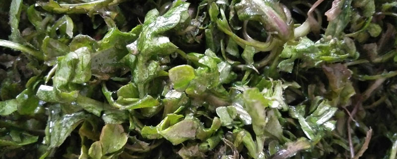 白花菜市場價格多少錢一斤 白花菜產地在哪里