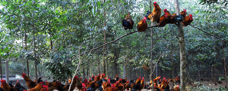 什么果園適合養雞