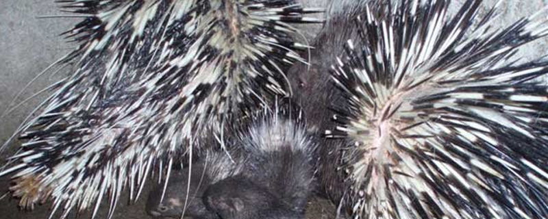 豪豬刺的藥用價值
