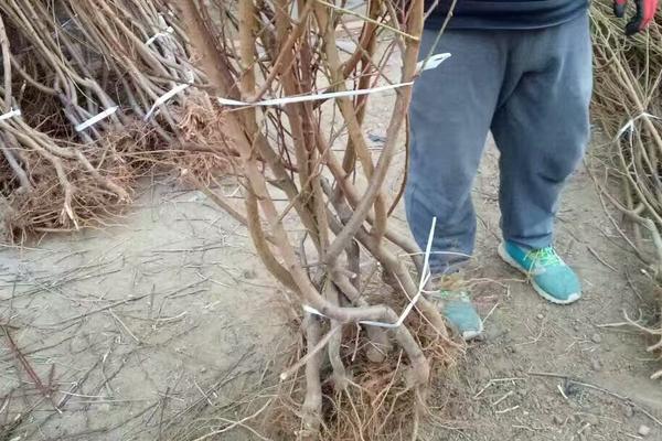 農村賣什么東西賺錢