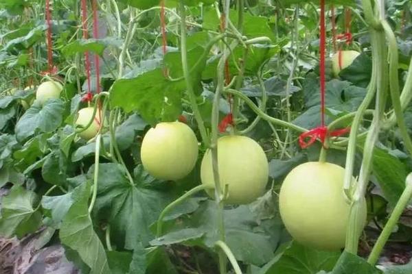 什么時候種香瓜