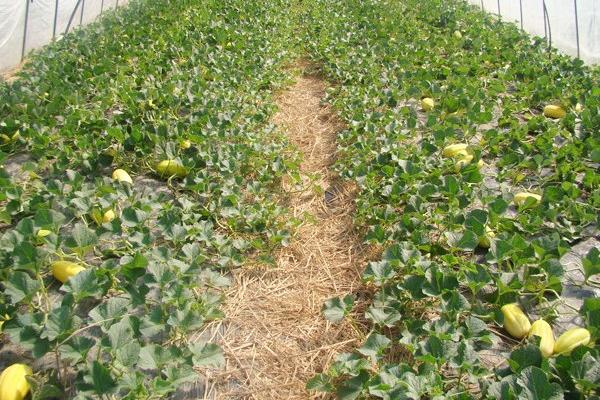 什么時候種香瓜