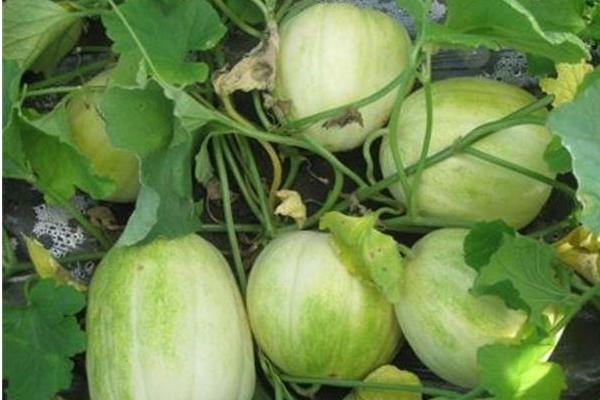 什么時候種香瓜