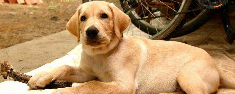 拉布拉多犬多少錢一只？