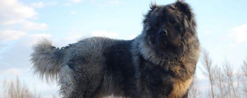 高加索犬價格多少錢一只？