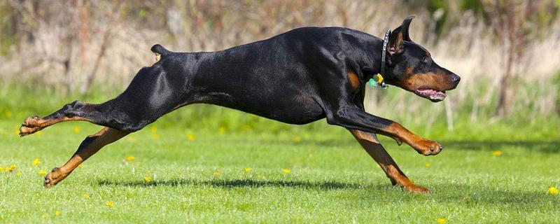 杜賓犬價格多少錢一只？