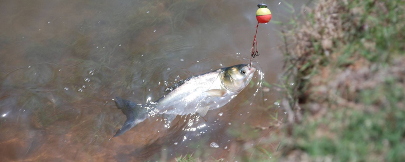 釣花鰱的餌料配方