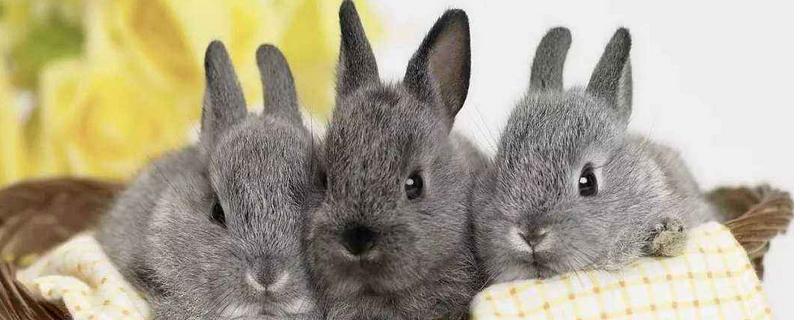 兔子多少錢一只？