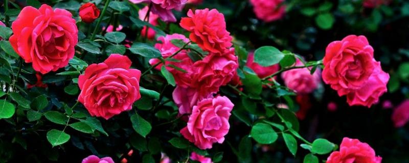 玫瑰花苗多少錢一株