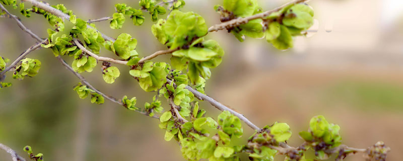 榆錢是榆樹的什么 榆錢是什么形狀（像什么）