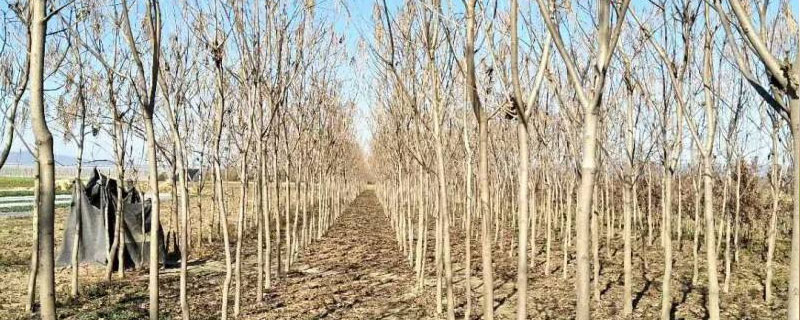 梧桐樹種子怎么種植 梧桐籽能種出梧桐嗎