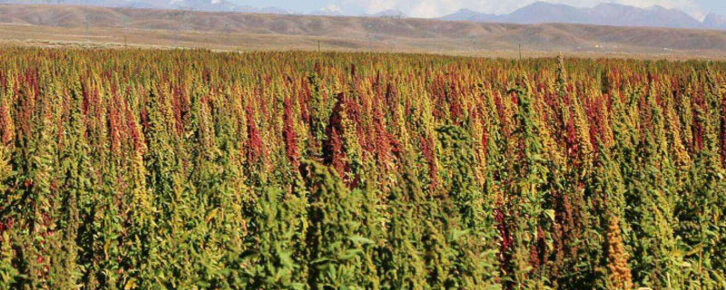 藜麥畝產量多少斤 如何提高藜麥的畝產量