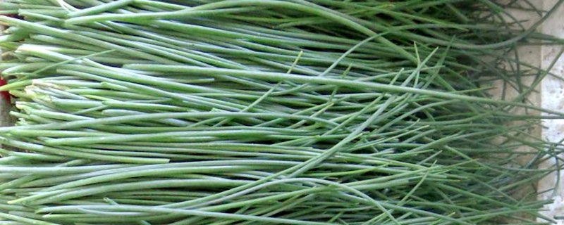 沙蔥畝產量多少斤 大棚種沙蔥賺錢嗎