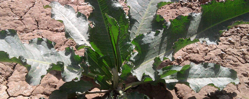 酸模與牛舌草、土大黃的區別分別是什么