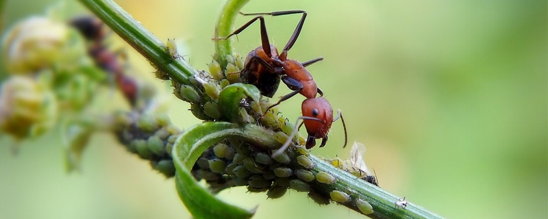 螞蟻和蚜蟲的關系