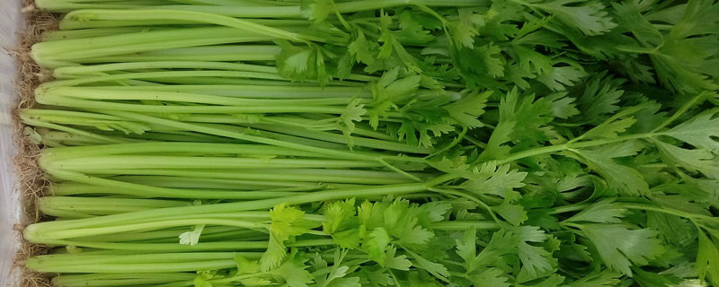 水芹菜和芹菜、毒芹菜的區別分別是什么