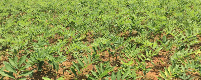 10種利潤高好種植的中藥材項目推薦