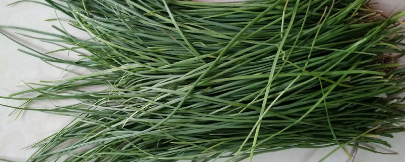 野韭菜和韭菜、山韭菜的區(qū)別分別是什么 野韭菜的功效作用