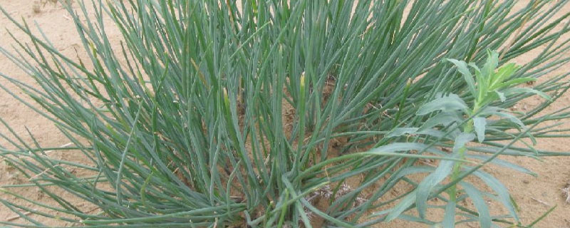 沙蔥的種植條件 沙蔥適合什么土壤種植