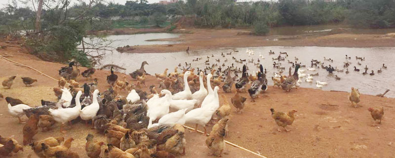 2019年有什么項目適合農村人