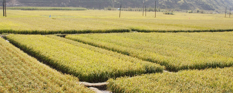 2019年預測農村種植什么不愁銷路