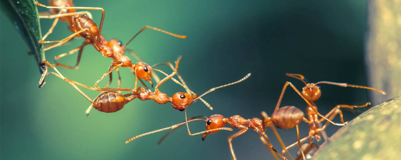 消滅家里螞蟻?zhàn)詈?jiǎn)單有效的辦法
