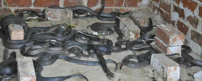 養蛇木箱的制作方法